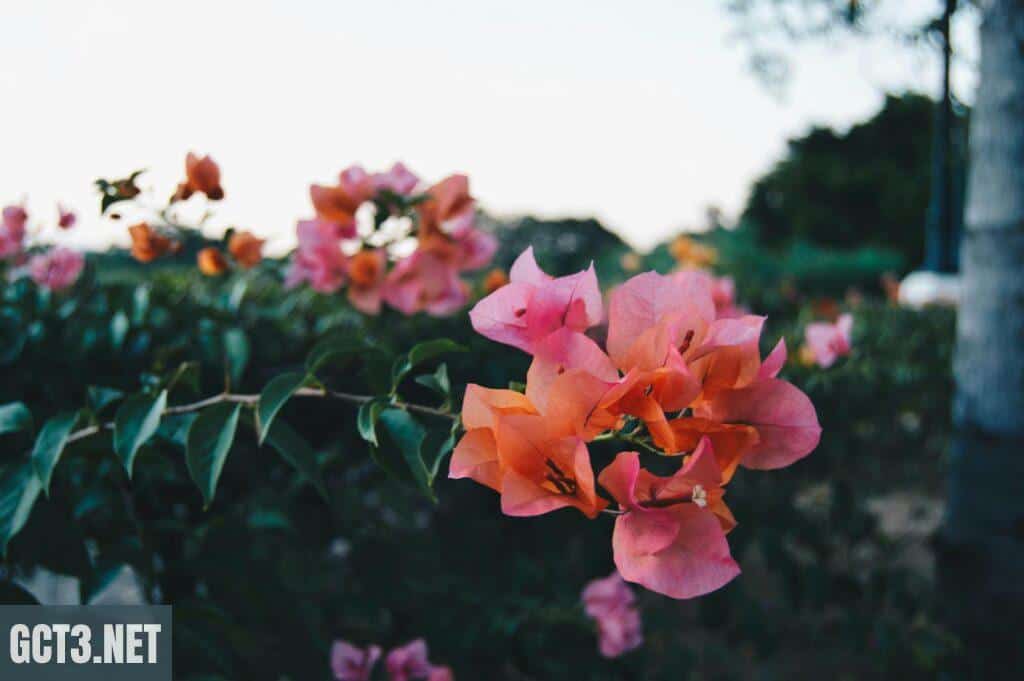 Close-up of vibrant pink bougainvillea flowers blooming with lush green leaves, captured outdoors.