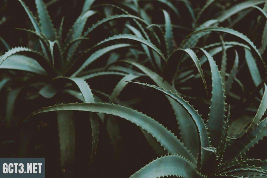 Aloe vera