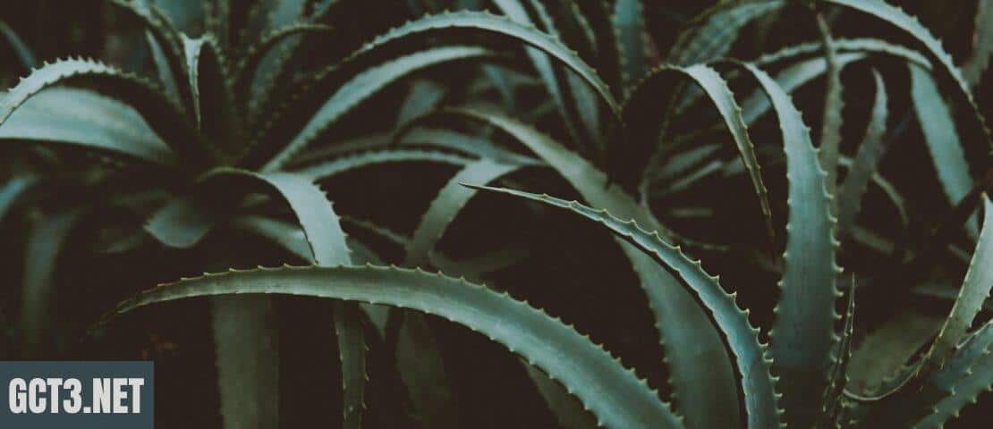 Plantas resistentes al calor y la sequía: Ideales para jardines con poca agua