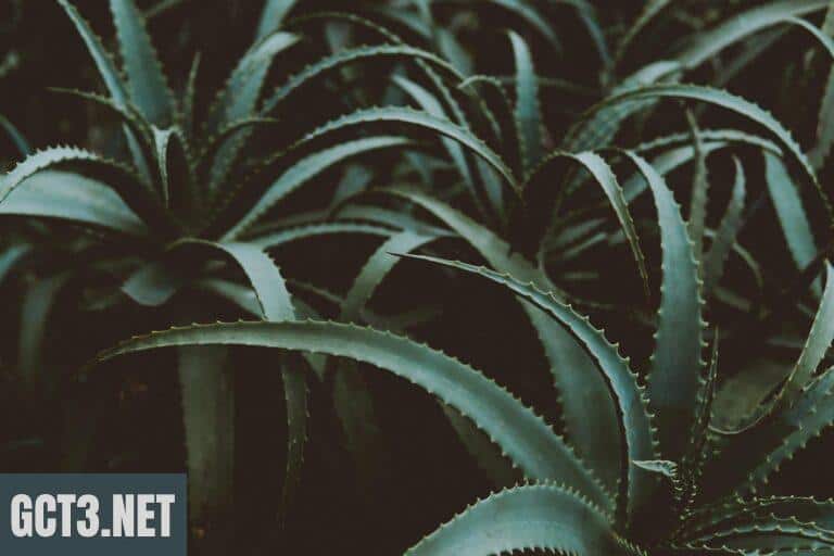 Aloe vera