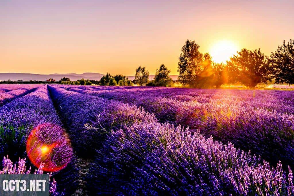 lavender field